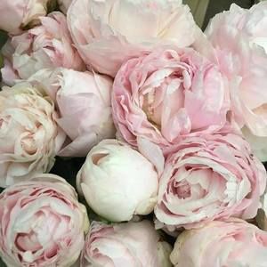 Meet your Posher, Veronica